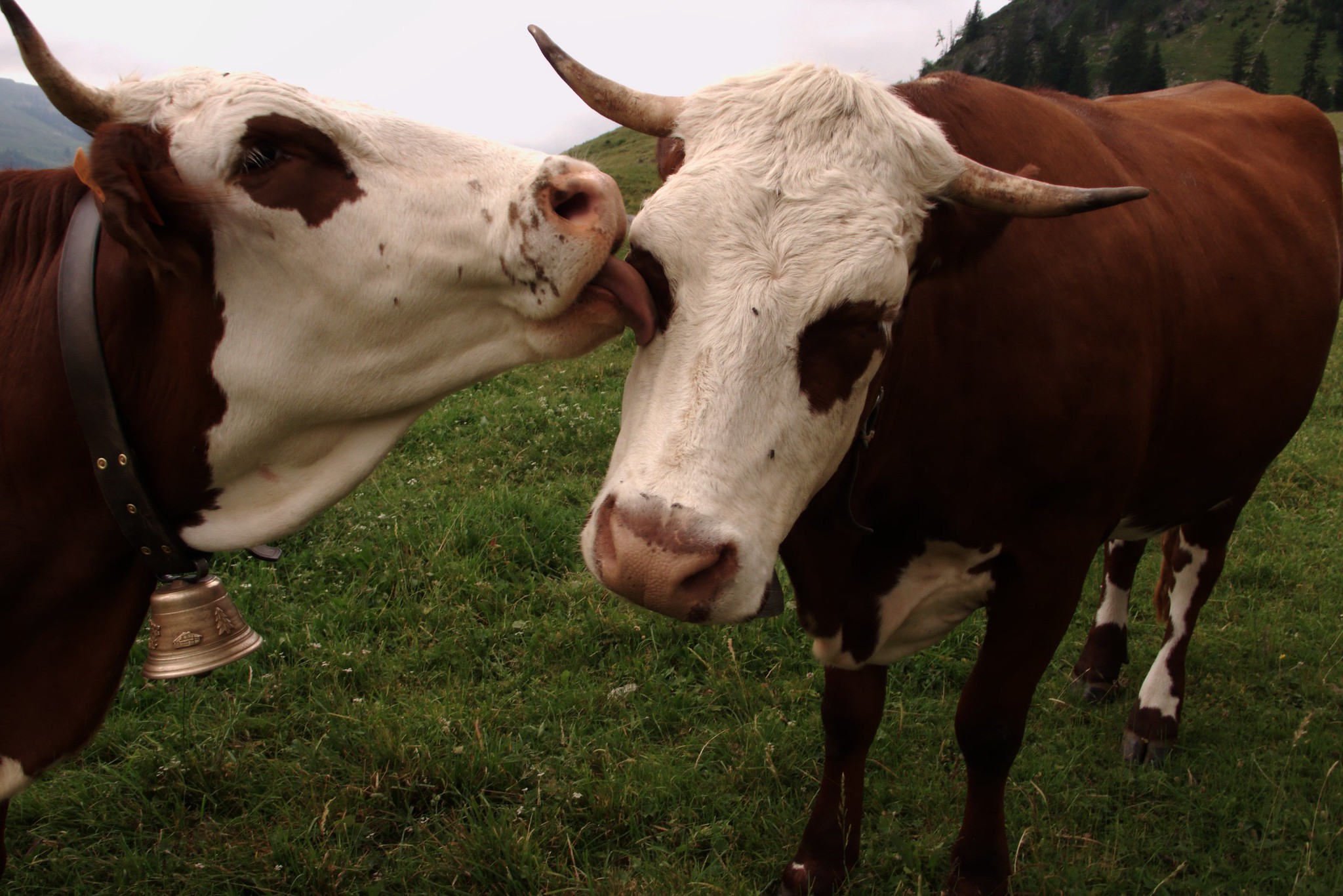 some cows